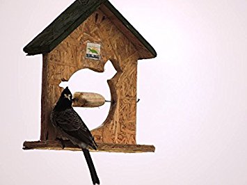 Nature Forever Fruit Feeder