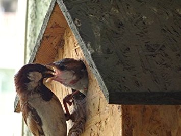 Nature Forever House Shaped Sparrow And Tit Nestbox