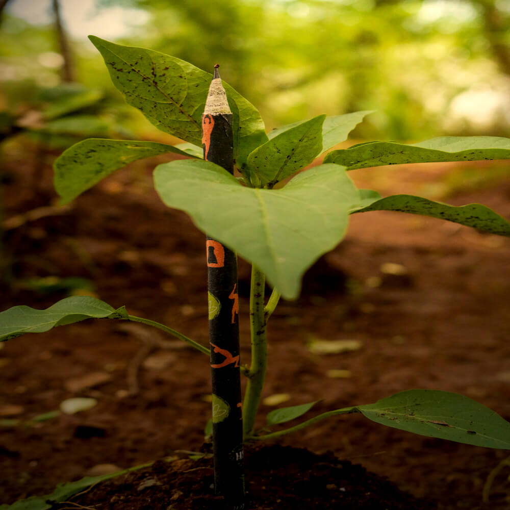 Plant me pencil (Pack of 10 pencils with Free Sharpener)