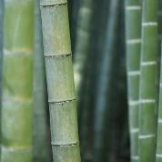 bamboo